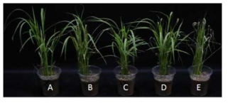 벼 도열병에 대한 vuculic acid의 in vivo 병 방제효과(A: 10 μg/ml 농도의 살균제 tricyclazole 처리구; B—D: 2,000, 1,000, 500 μg/ml 농도의 vulculic acid 처리구; E: 무처리구)
