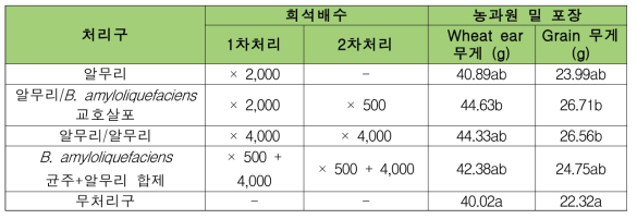 포장에서 B. amyloliquefaciens 균주 분말수화제 단제와 화학농약 합제 처리가 밀 수확량에 미치는 영향