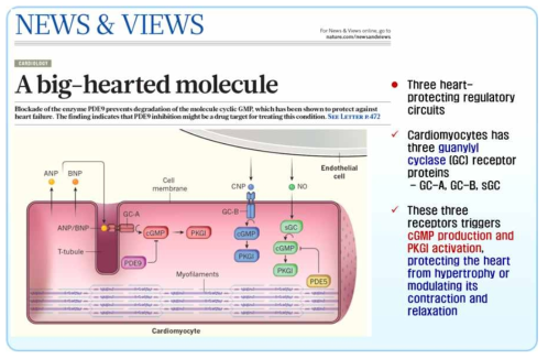 Review of PDE9A-2 in hearts