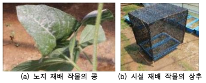 화산재 퇴적 및 차양막 설치