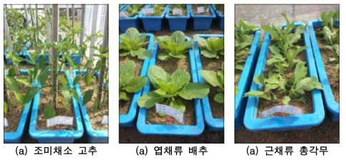 퇴적두께에 따른 농작물 화산재 영향성 평가 실험