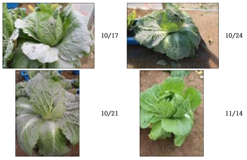 성장기 배추 잎의 화산재 제거 후 회복 경과