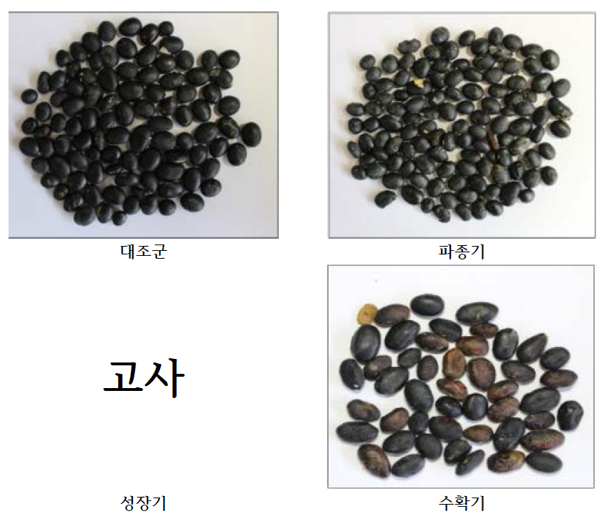 수확된 콩의 모습