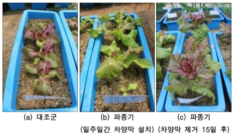 파종기에 차양막이 설치된 상추의 화산재 영향성 실험 사진