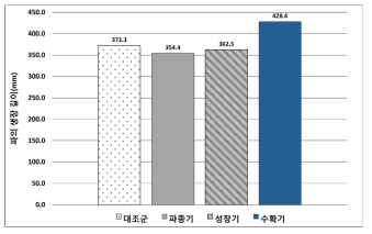 파의 생장 길이 비교