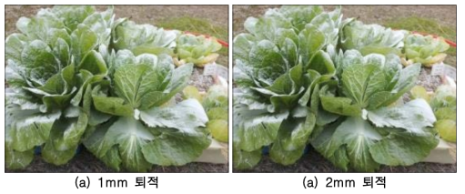 화산재 1mm, 2mm 퇴적 시 배추 모습