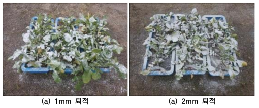 화산재 1mm, 2mm 퇴적 시 배추 모습