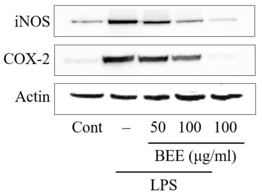 Effect of broccoli ethanol extract (BEE) on the expression of iNOS and COX-2. Expressions of iNOS and COX-2 proteins were determined by immunoblot analysis using specific antibodies. The actin was used as a loading control