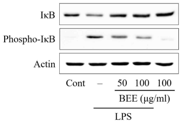 Effect of broccoli ethanol extract (BEE) on the expression of IκB and phospho-IκB. The blots show the levels of IκB and phospho-IκB in total cell lysates, and actin was determined as loading control