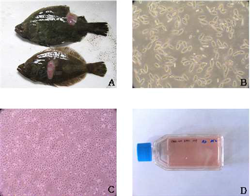 스쿠티카충 분리 및 배양. A, 감염어; B, 스쿠티카충; C, 주화세포; D, 스쿠티카충 배양과정