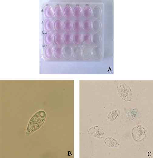 well plate를 이용하여 스쿠티카충과 천연물 희석액을 첨가한 후 살충력을 test 모습(A)과 스쿠티카충 정상 상태의 모습(B) 과 스쿠티카충이 사멸되는 모습(C)