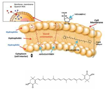 Astaxanthin의 화학 구조적 특성에 의한 세포막에서의 배향