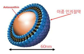 리포좀 타입 Astaxanthin-lipo의 구조 (자료출처 : G社 자료제공)