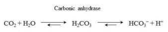 Bicarbonate formation from dissolution of CO2 in water with carbonic anhydrase