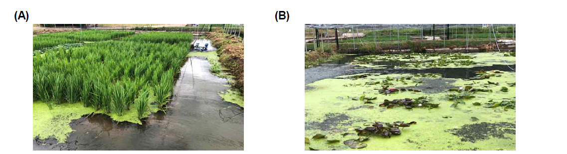 The outdoor pond for growth performance of M. rosenbergii by crop (A: Rice, B: Water lily)