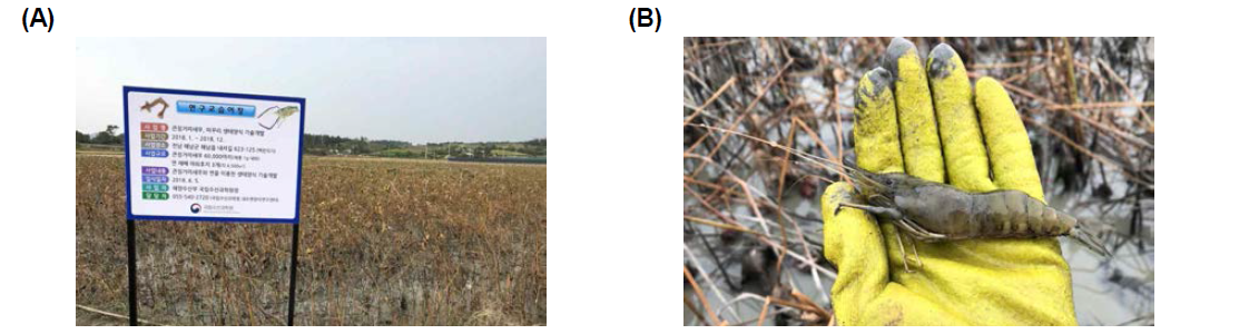 The eco-friendly farm using M. rosenbergii and N. ausifera (A: Farm, B: Harvesting)