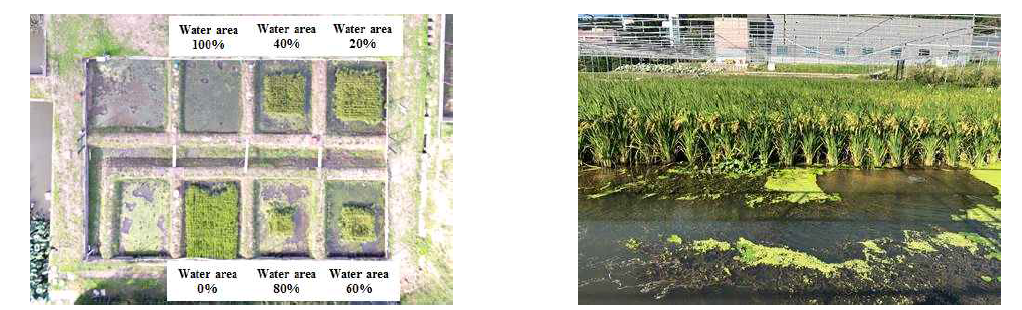 The outdoor pond for growth performance of M. anguillicaudatus by relative rate of water area