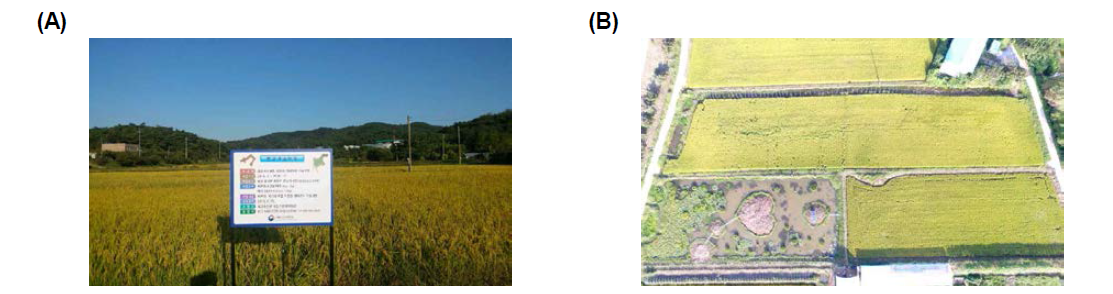 The eco-friendly farm using M. anguillicaudatus and rice (A: fish farm, B: monitoring photo)