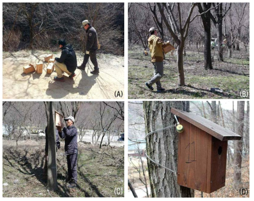 인공둥지 설치 방법. (A) 설치 개수 확인 및 설치 장소 확인, (B) 설치지점 확정 및 적합유무 판단, (C) 스프링으로 고정하여 설치, (D) 설치 완료