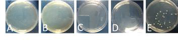 무전해 구리도금 ACF의 대장균(E. Coli)의 배양 후 집락 수 비교