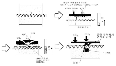 중성화에 따른 균열발생 과정