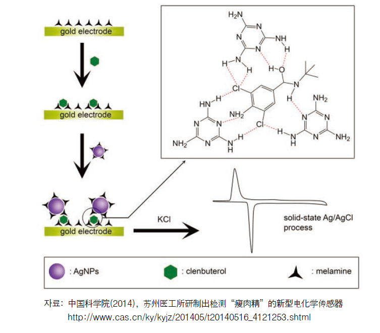 기능화 은 나노 입자에 기반을 둔 클렌부테롤 전기 화학 센서 설명도