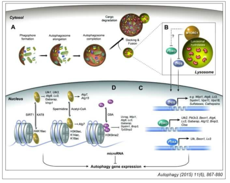 오토파지 유전자 발현 조절의 중요성
