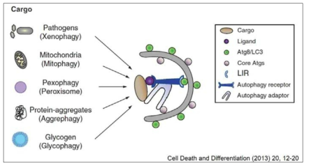 선택적 오토파지 (selective autophagy) 모식도