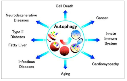 오토파지와 다양한 질환의 연관성
