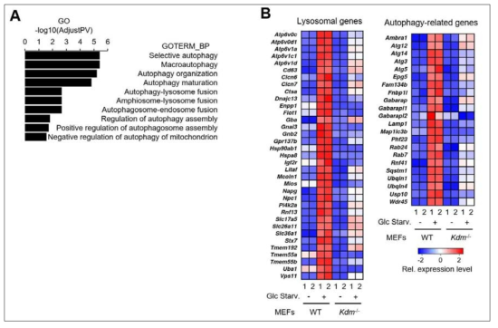 KDM결손 세포주에서 RNA-sequencing을 수행한 결과