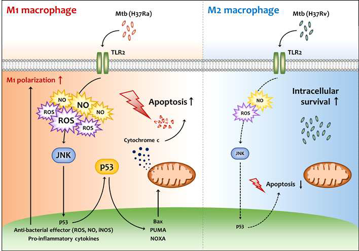 결핵균 감염시 큰포식세포 극성에 따른 TLR2-JNK-p53 매개 세포자멸사 유도 기전