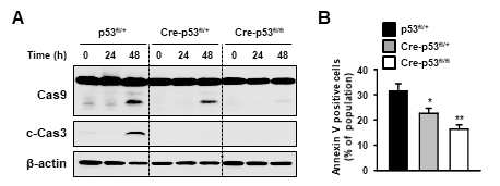 결핵균 H37Ra 감염 시 큰포식세포의 p53 활성에 의한 세포자멸사 유도