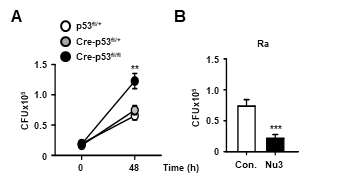결핵균 H37Ra 감염 시 큰포식세포의 p53 활성에 의한 결핵균 억제효과