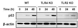 TLR2 신호전달 기전에 의존적인 p53 단백질 발현