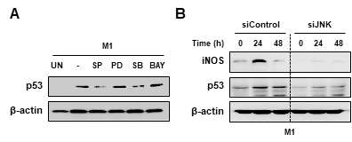 JNK 의존적인 M1 극성 큰포식세포의 p53 활성