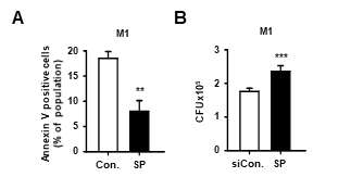 JNK 의존적인 M1 극성 큰포식세포의 결핵균 생존 억제 효과