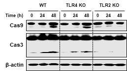 결핵균 감염시 큰포식세포 TLR2 신호전달 기전에 의존적인 caspase 활성