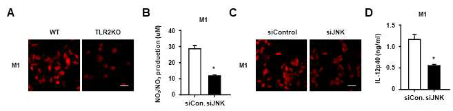 결핵균 감염시 M1 큰포식세포 TLR2-JNK 신호전달 기전에 의존적인 ROS, NO 생성