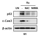 결핵균 감염시 큰포식세포의 ROS, NO 생성을 통한 p53 활성