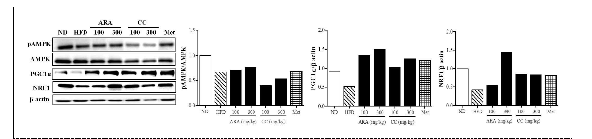 Effects of ARA and CC on AMPK and PGC1α in liver