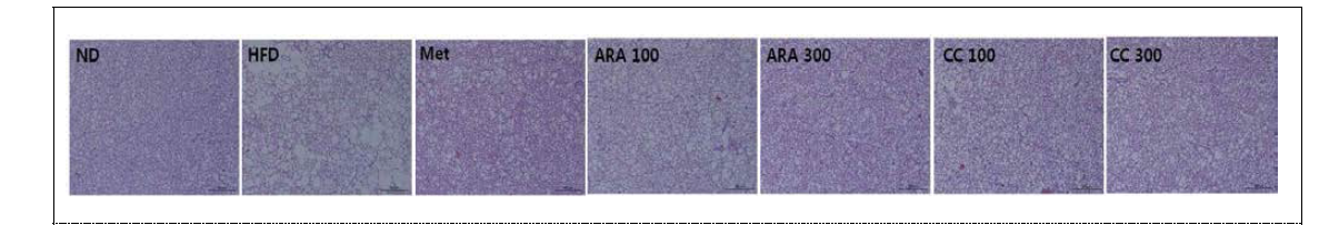 Effects of ARA and CC on brown fat histology