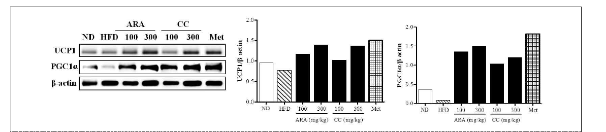 Effects of ARA and CC on AMPK and PGC1α in brown fat