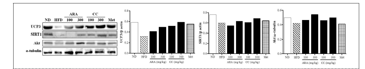 Effects of ARA and CC on UCP3 and SIRT1 in skeletal muscle