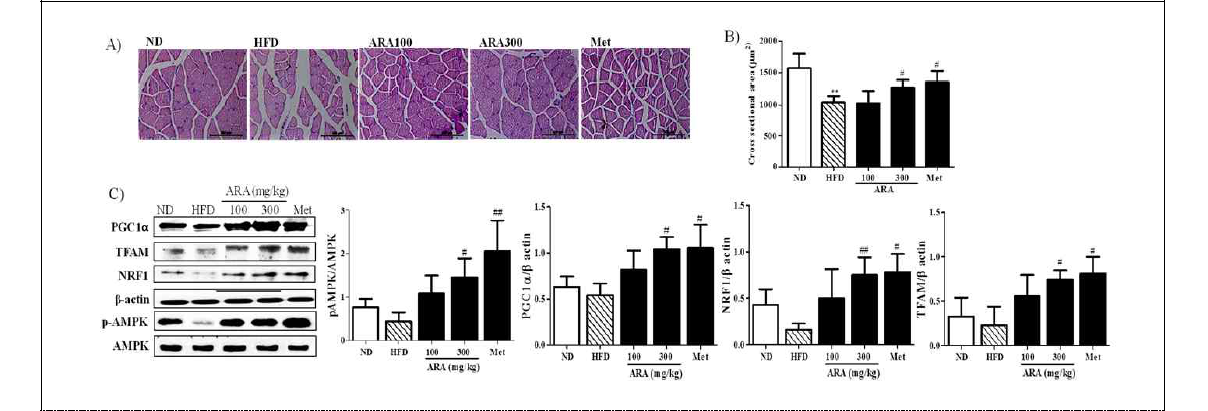 Effects of ARA aon AMPK and PGC1α in skeletal muscle