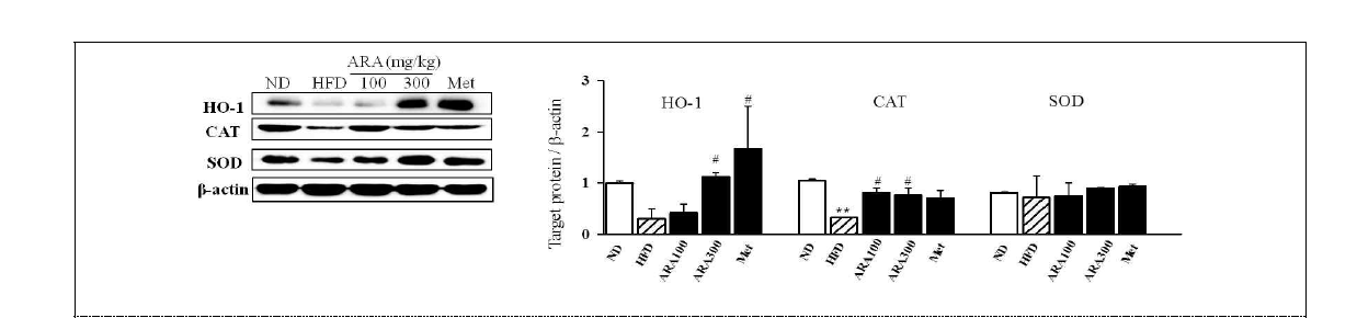 Effects of ARA on antioxidative enzymes in skeletal muscle