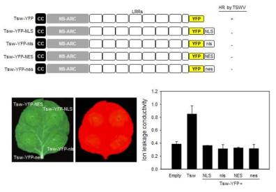 Tsw의 핵과 세포질에서의 역할을 TSWV 바이러스 인지에 중요하다