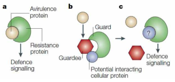 The receptor–ligand hypothesis versus the guard hypothesis (Nat Rev Microbiol, 2005)