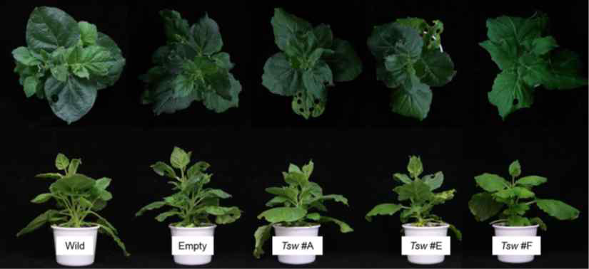 담배를 이용한 Tsw 과발현 식물체 제작. Empty는 pCAMBIA2300 vector 삽입한 것으로 negative control를 의미함. Tsw #A, #E, #F는 T2 식물체