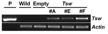 qRT-PCR를 통한 Tsw 과발현 식물체의 Tsw 유전자 발현양 확인. Actin은 loading control를 의미함