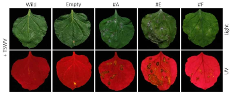 TSWV에 의한 Tsw 과발현 식물체의 hypersenesitive response (HR) 반응. 5dpi 사진